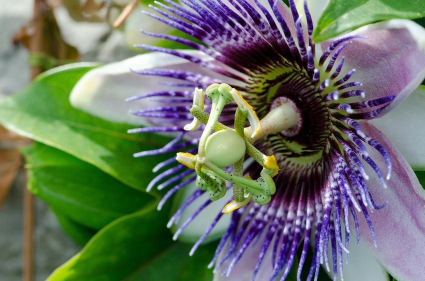 GABA Therapy for Insomnia: The Effects of Passionflower